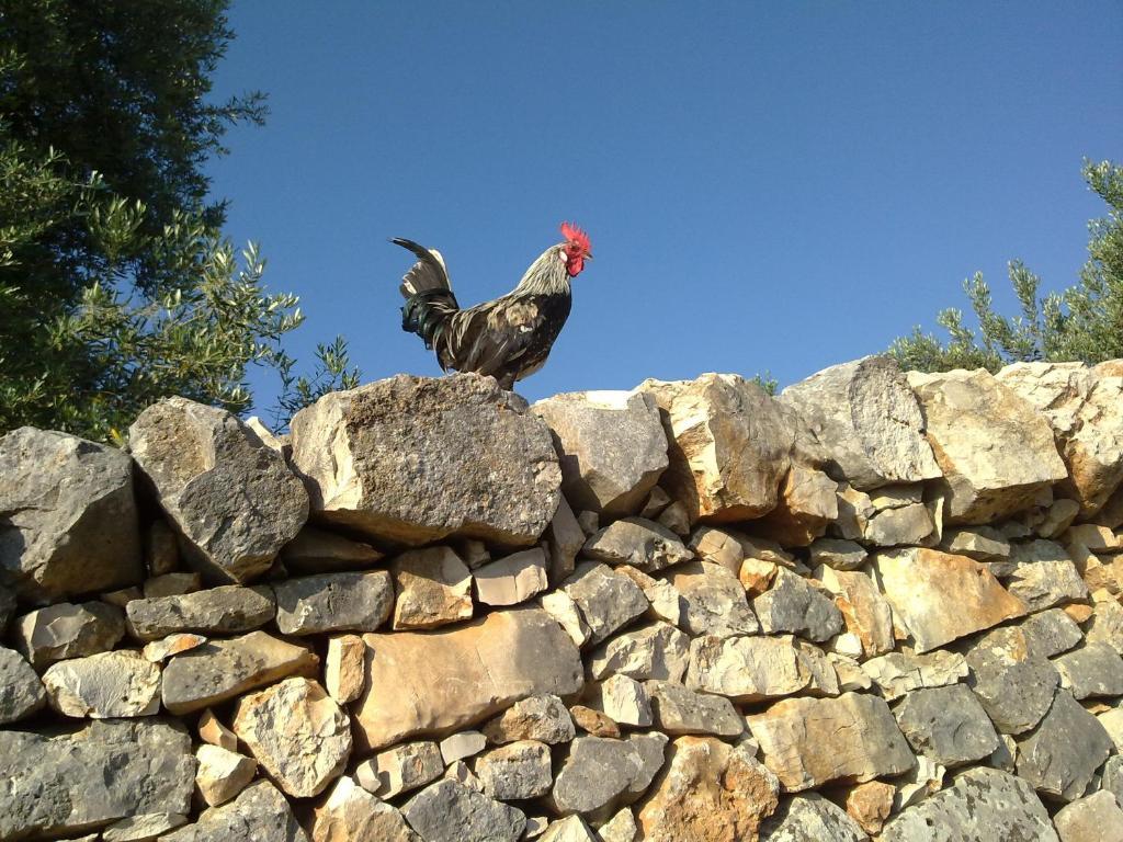 Agriturismo Masseria Spetterrata Cisternino Exterior photo